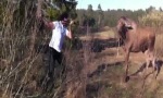 Funny Video : Moose vs Man