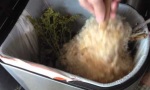 Funny Video : Pflanze mit Rubbeleffekt