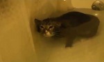 Funny Video : Scuba Cat