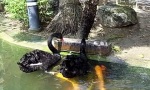 Funny Video : Strange Feeding