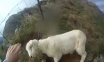 Funny Video : Sheep Rescue