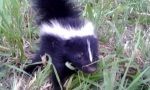 Funny Video : Kleines Baby-Stinktier