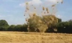 Tasmanischer Teufel im Kornfeld
