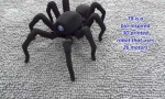 Lustiges Video : Spinnen-Roboter