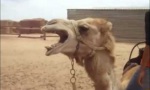 Lustiges Video : Death-Metal-Kamel