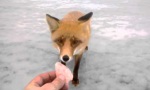 Lustiges Video : Fischer und Fuchs