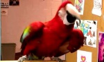 Dance Like no Parrot is Watching