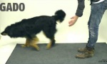 Funny Video - Magie für Hunde