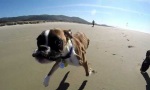 Zweibeiniger Vierbeiner hat Spaß am Strand